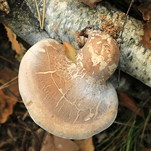 A mushroom growing from a natural vegetation.