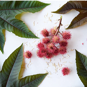 The castor oil plant Ricinus communis.