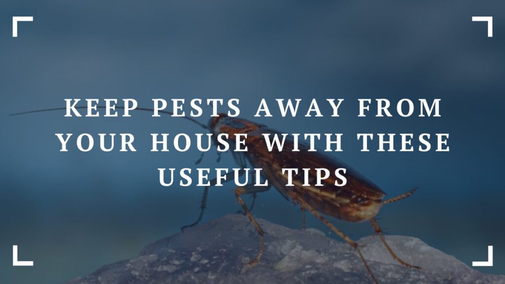keep pests away from your house with these useful tips