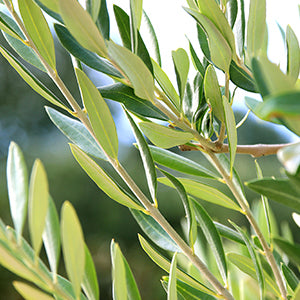 Green olive leaves in its natural setting.