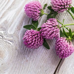 Several red clover flowers. The red clover benefits range from helping menopause to bone health.