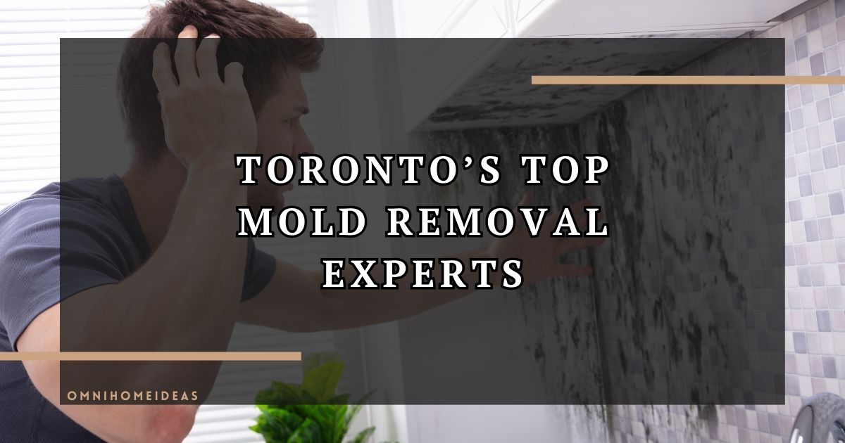 toronto’s top mold removal experts