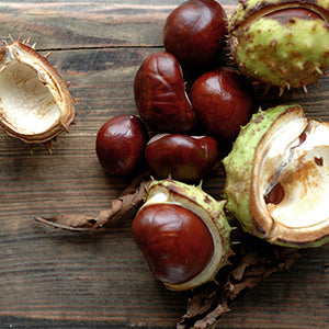 Several horse chestnuts. Horse chestnut seeds and leaves are a natural remedy for varicose veins.